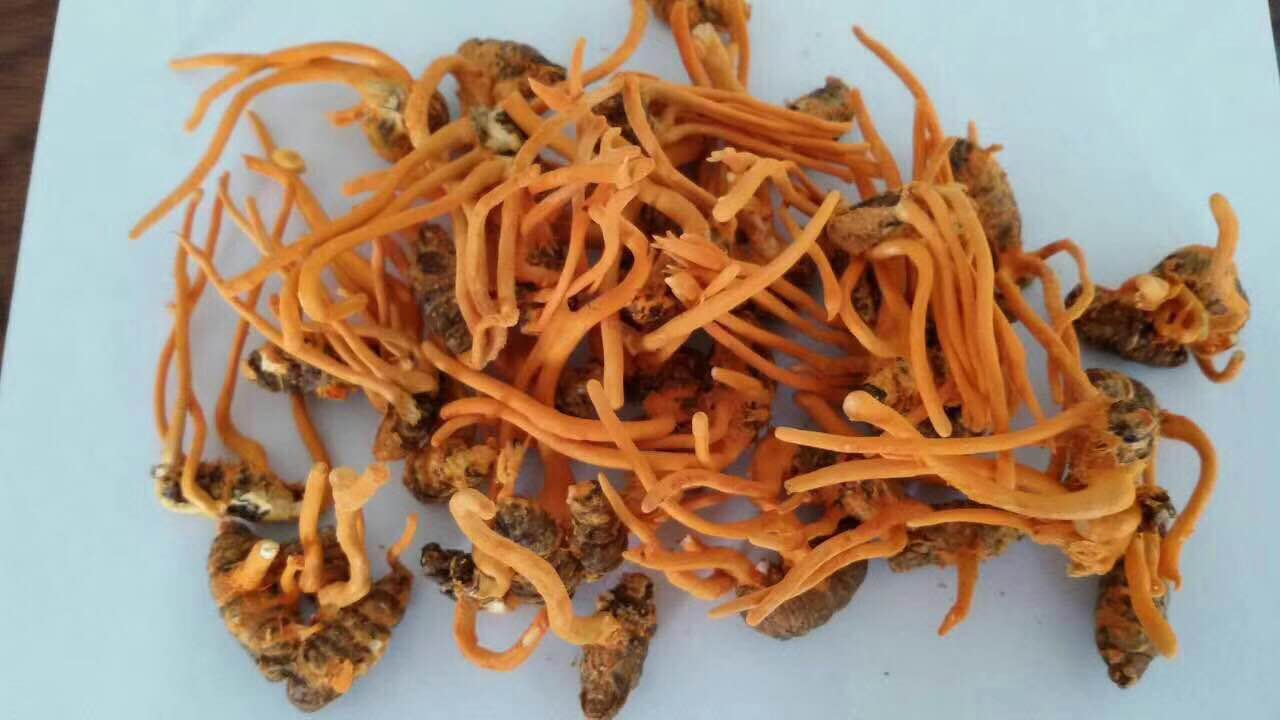 蛹蟲(chóng)草
