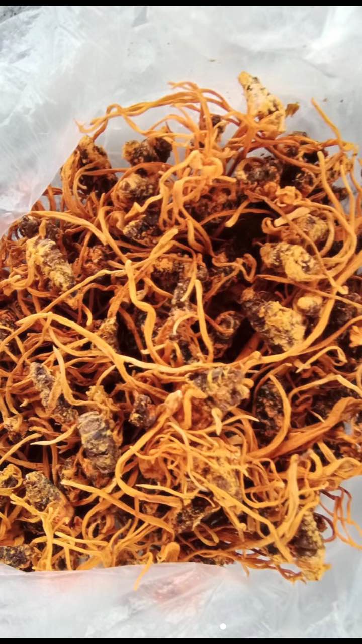 蛹蟲(chóng)草